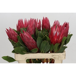 Protea Cynaroides Madiba