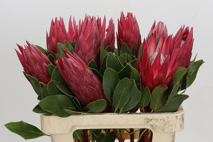 <h4>Protea Cynaroides Madiba</h4>