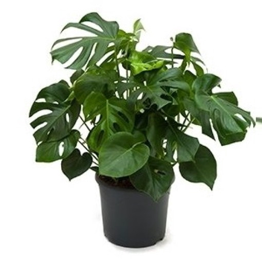 <h4>MONSTERA DELICIOSA P30</h4>