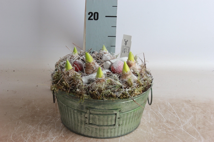 <h4>ARR BOL KNOLGEWAS</h4>