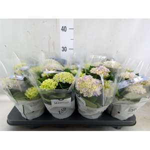 Hydrangea mac. 'Magical Revolution'