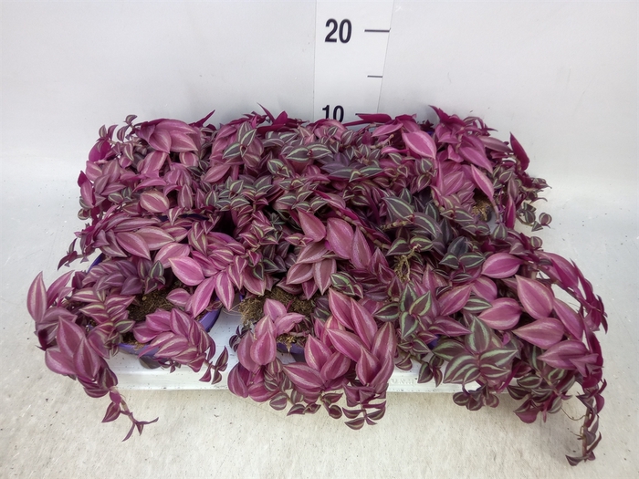 <h4>Tradescantia   ...</h4>