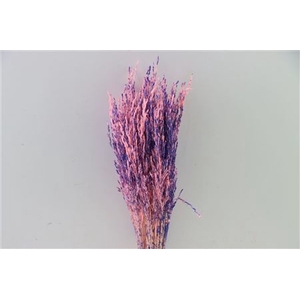 Dried Artz Rice Grass Da Vinci Bunch Slv