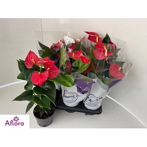 ANTHU AN BAMBINO RED