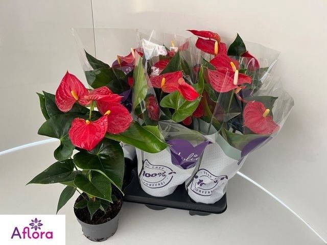 <h4>ANTHU AN BAMBINO RED</h4>