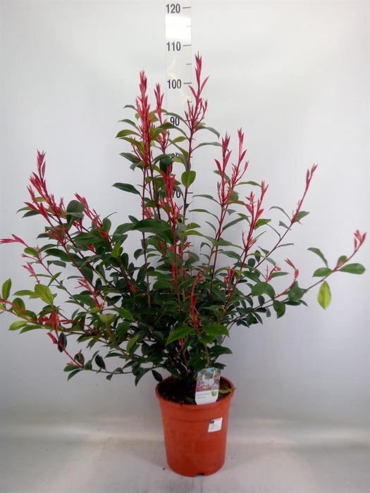 <h4>Photinia fraseri</h4>