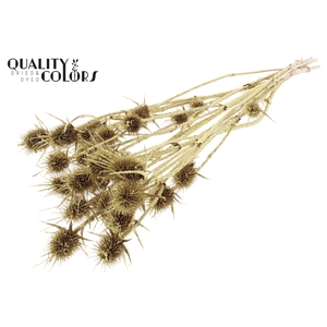 Cardi Distel Natural 10pc/bunch 55cm Gold + Glitter