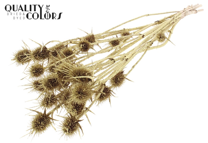 <h4>Cardi Distel Natural 10pc/bunch 55cm Gold + Glitter</h4>