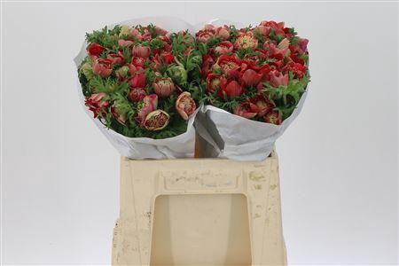 <h4>Anem Co Levan Rosso</h4>