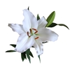 LIRIO ORIENTAL BRANCO 070 CM HT 2/3 FLS