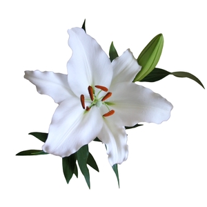LIRIO ORIENTAL BRANCO 070 CM HT 2/3 FLS