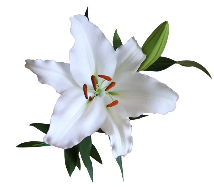 LIRIO ORIENTAL BRANCO 070 CM HT 2/3 FLS