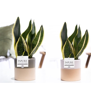 Sansevieria Trif. 