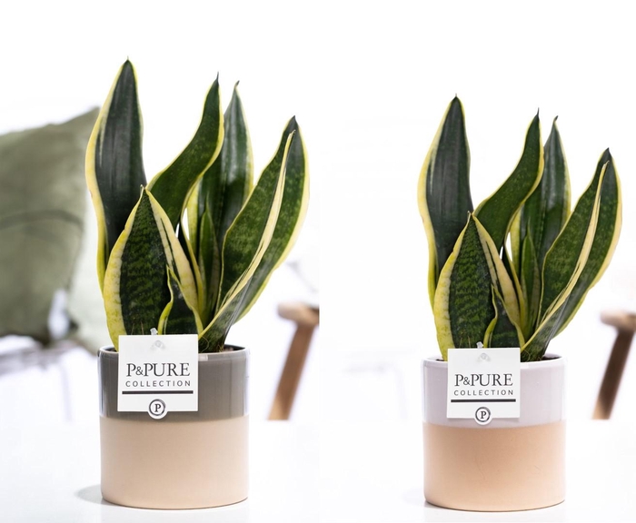 <h4>Sansevieria Trif. "Futura Superba" in P&PURE Tess cer. ass.3</h4>