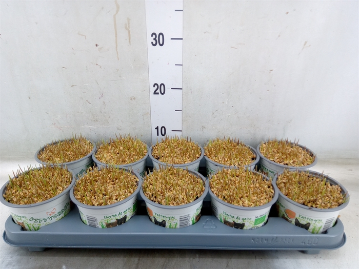<h4>Hordeum sp.   ...kattegras zaai</h4>