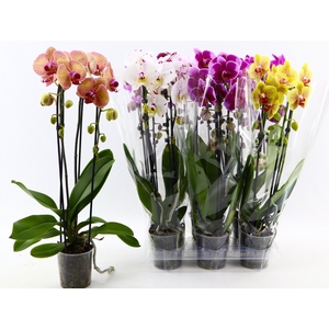 PHAL EL CASCADE