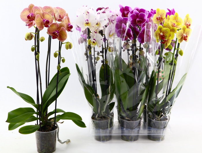 <h4>PHAL EL CASCADE</h4>