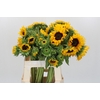 Helianthus Orange Fire