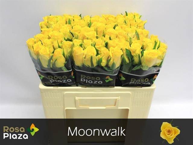 <h4>Rosa large moonwalk</h4>