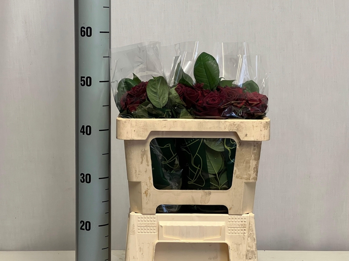 <h4>R GR BLACK BACCARA</h4>