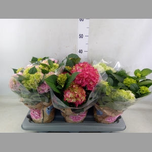 Hydrangea mac.   ...mix