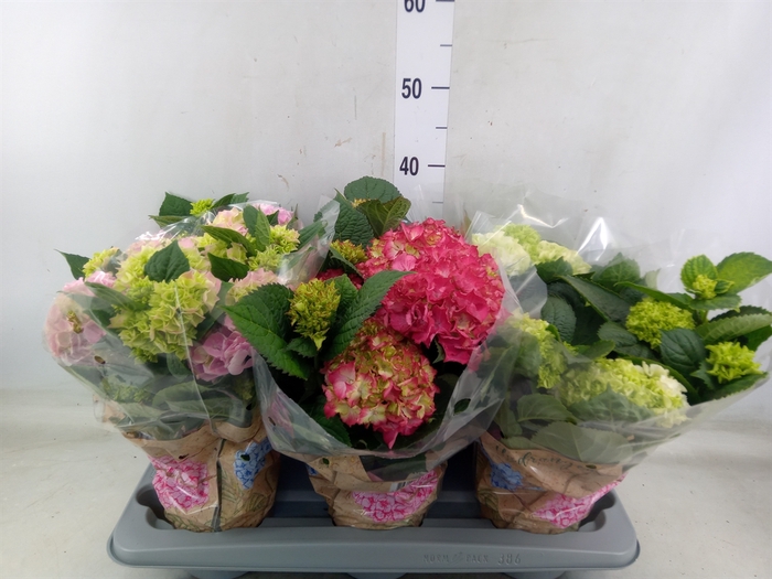 <h4>Hydrangea mac.   ...mix</h4>