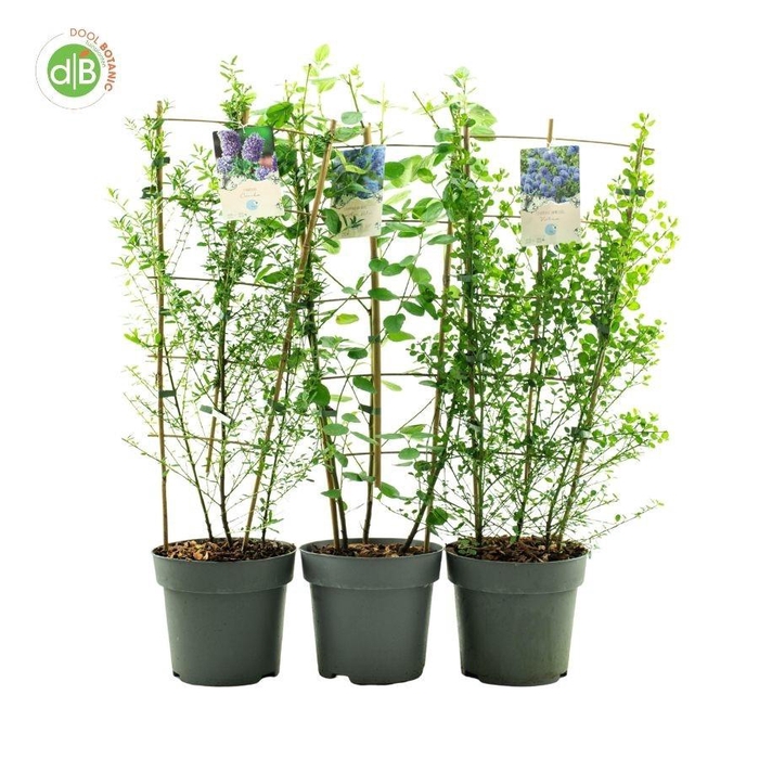 <h4>Ceanothus mix C7 REK</h4>