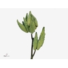 Asclepias Syriaca