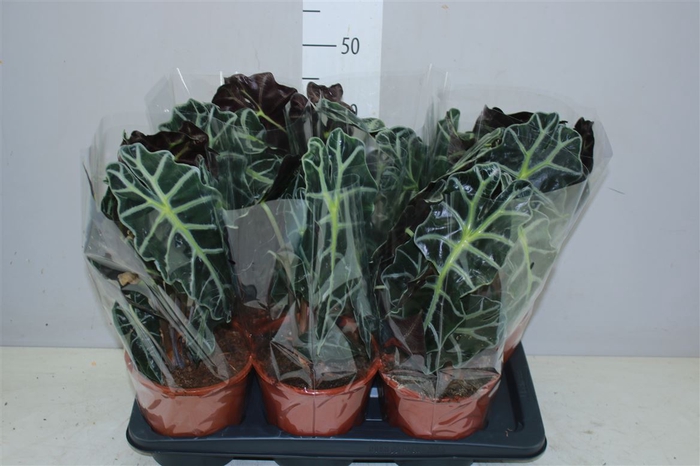 <h4>Alocasia Polly</h4>