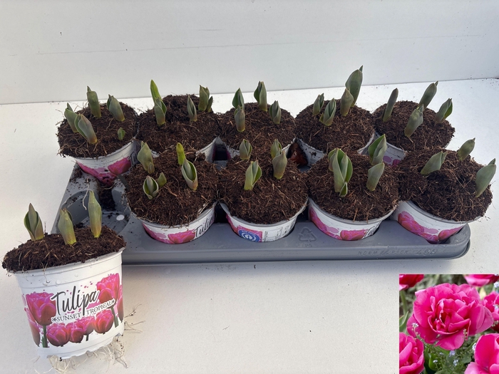 <h4>TUL OV DUBBEL</h4>