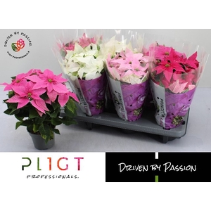 EUPHOR P PRI GEM