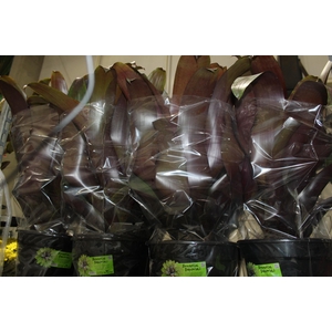 BROMELIA IMPERIAL P27 VERMELHO