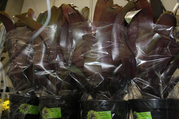 <h4>BROMELIA IMPERIAL P27 VERMELHO</h4>