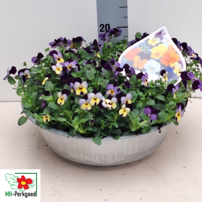 <h4>VIO CO SORBET GEM</h4>