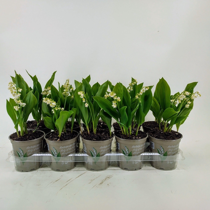 <h4>CONVALLARIA MAJALIS</h4>