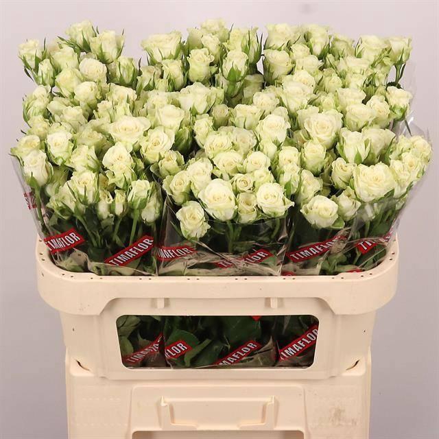 <h4>R TR SNOWFLAKE</h4>