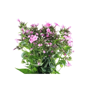 Phlox Windsor Cerise Extra