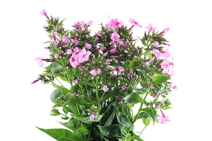 Phlox Windsor Cerise Extra