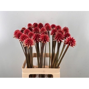 SNIJBLOEMEN OV