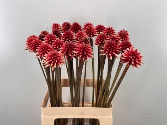 <h4>SNIJBLOEMEN OV</h4>