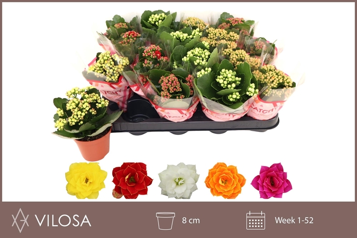 <h4>KAL GE GEM 5 KL</h4>