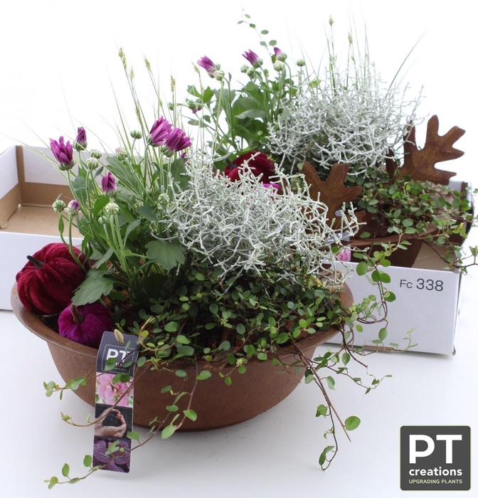 <h4>ARR GARDEN PT ZINC RUST X2</h4>