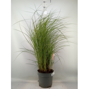 Miscanthus sin. 'Red Cloud'