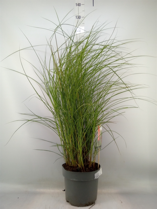 <h4>Miscanthus sin. 'Red Cloud'</h4>