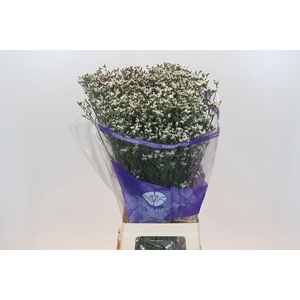 Limonium sinensis White Diamond