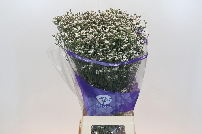 Limonium sinensis White Diamond