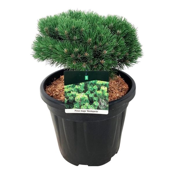 <h4>Pinus mugo 'Heideperle'</h4>