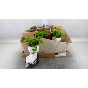 Arr.   Kamerplant Groen L%