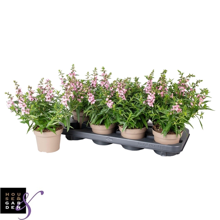 <h4>ANG SE LAVENDER</h4>