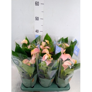 Anthurium andr. 'Joli Peach'
